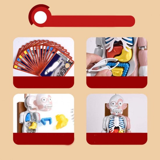 Human Body Model Play Pranks Favors Skull Organ Science Toys Kids Adults