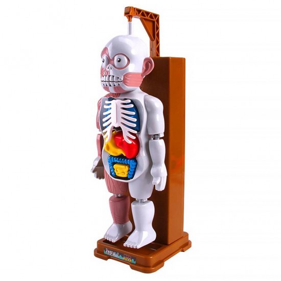 Human Body Model Play Pranks Favors Skull Organ Science Toys Kids Adults