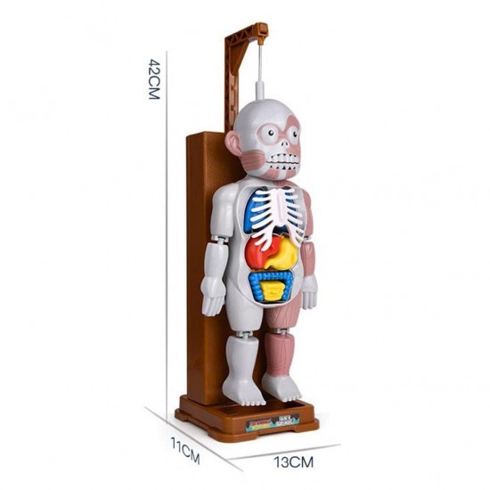 Human Body Model Play Pranks Favors Skull Organ Science Toys Kids Adults