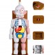 Human Body Model Play Pranks Favors Skull Organ Science Toys Kids Adults
