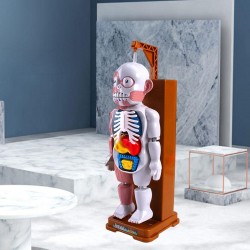 Human Body Model Play Pranks Favors Skull Organ Science Toys Kids Adults