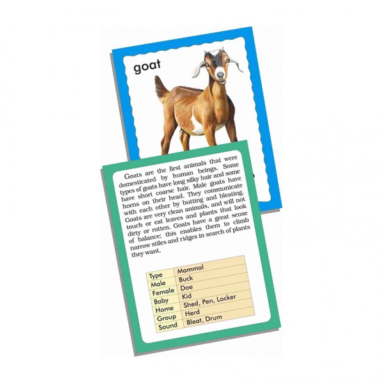 Discover Animals (Jumbo Flash cards)