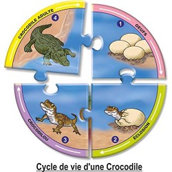 Cycles de vie
